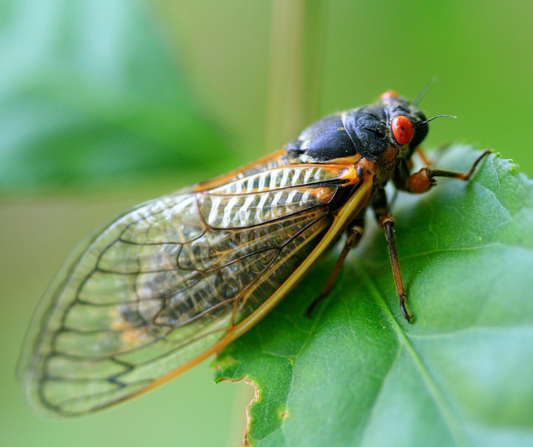 Why do cicadas sing?