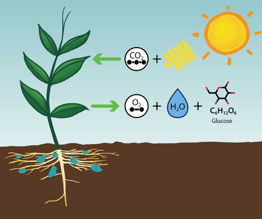 How Plants Use Light: A Simple Guide to Photosynthesis
