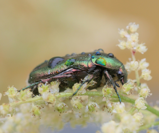 Why Butterflies and Beetles Look Iridescent